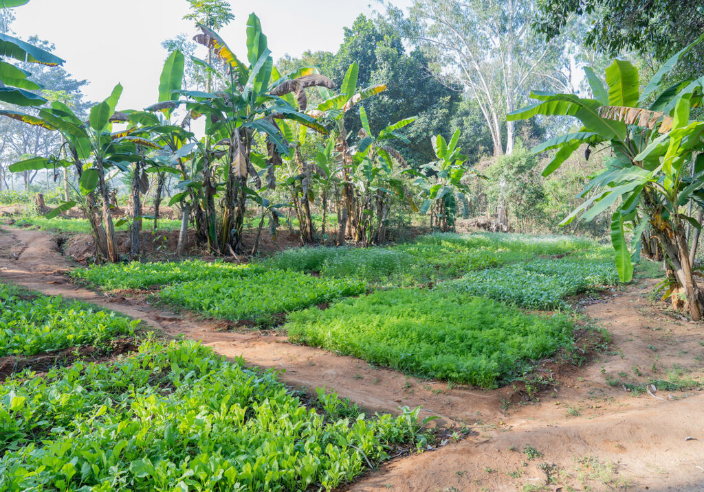 Organic Garden